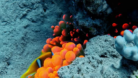 clown fish in an anemone - underwater shot