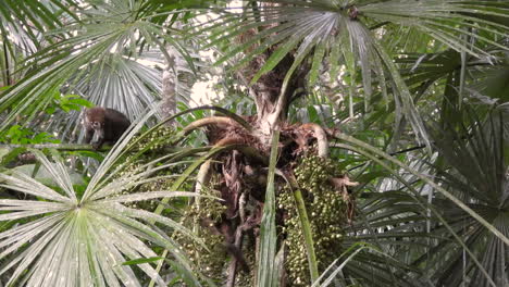 Group-of-coati-animals-eating-and-washing-over-trees