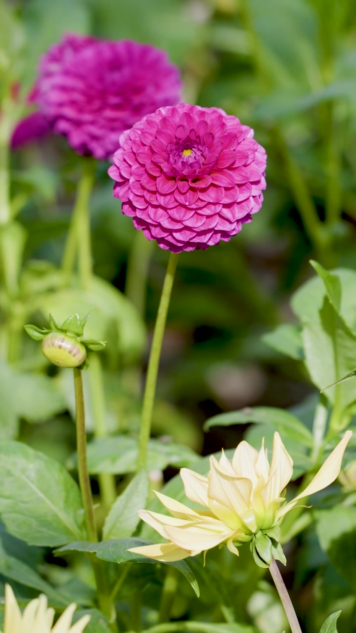 La fotocamera macro riprende vivaci fiori di dalia rosa con una luminosa illuminazione naturale da giardino