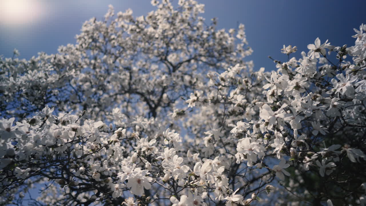 A blooming branch of whit tree in spring with light wind