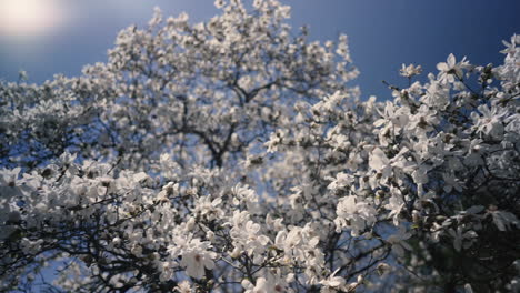 A-blooming-branch-of-whit-tree-in-spring-with-light-wind