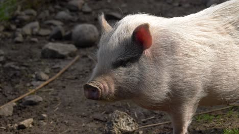 side view of a domesticated pig on a farm in nanyang