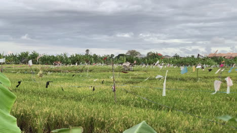 view across rice fields in ubud with plastic bags attached to rope to act as deterrent from birds.