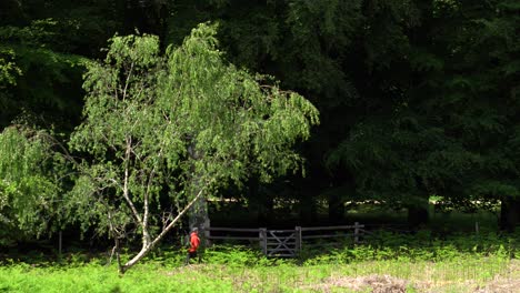 Weitwinkelaufnahme-Eines-Wanderers,-Der-Das-Tor-Auf-Einem-Malerischen-Waldweg-öffnet-Und-Schließt