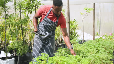 african american man with tablet tending plants in greenhouse nursery