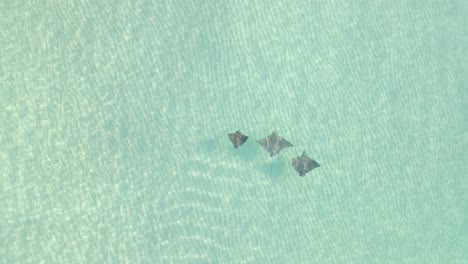 Spotted-Eagle-Rays-swim-in-shallow-clear-water,-seen-from-above