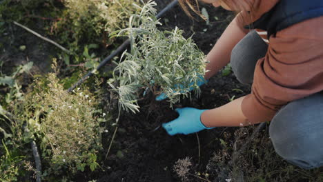 gardener planting lavender in his garden. top view