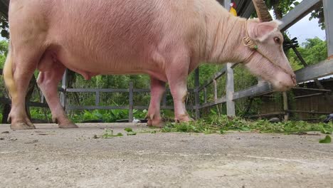 pink buffalo eating grass