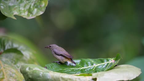 Orange-bellied-flowerpecker-bathing-on-the-leaf