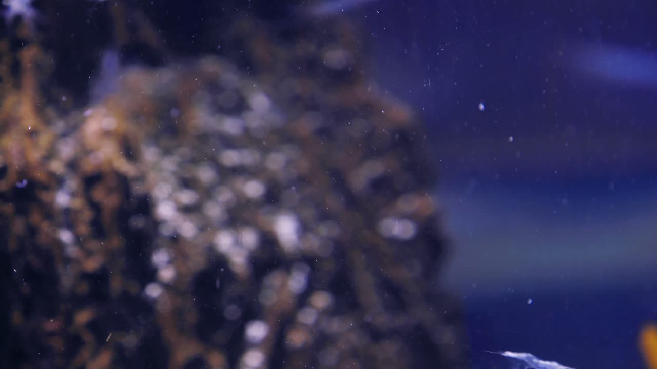 criaturas marinas nadando en un tanque de peces