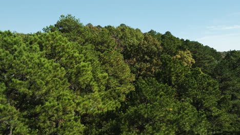 flying above deciduous tree forest in eagle hollow, arkansas, usa