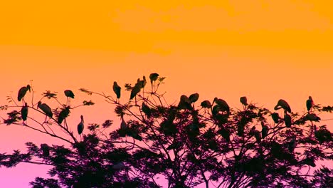 Cigüeña-Asiática-De-Pico-Abierto,-Pájaros-Posados-Al-Atardecer