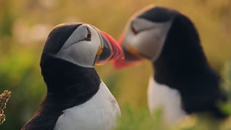 Close-Up-Portrait-of-a-Pair-of-Two-Puffins-at-Sunset,-Cute-Atlantic-Puffins-on-Skomer-Island,-UK-Birdlife-and-Wildlife-in-Wales