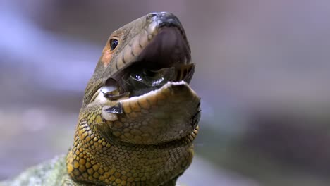 Vista-Frontal-De-Un-Lagarto-Caiman-Comiendo-Un-Caracol---Primer-Plano