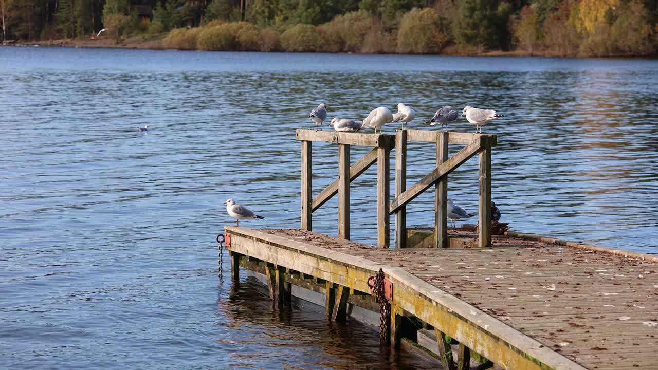 Duck and flock of seagulls resting in afternoon sun at floating dock