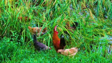 rooster and chickens eating paddy grain at a rice field flooded by rainwater in bangladesh