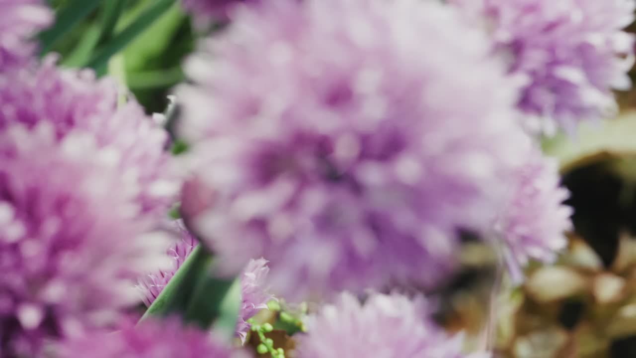 Closeup Of Bumblebee Pollinating Purple Chive Flower. macro shot