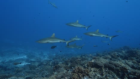 school of grey reef sharks approaches on a tropical coral reef in clear water, in the atoll of fakarava in the south pacific ocean around the islands of tahiti