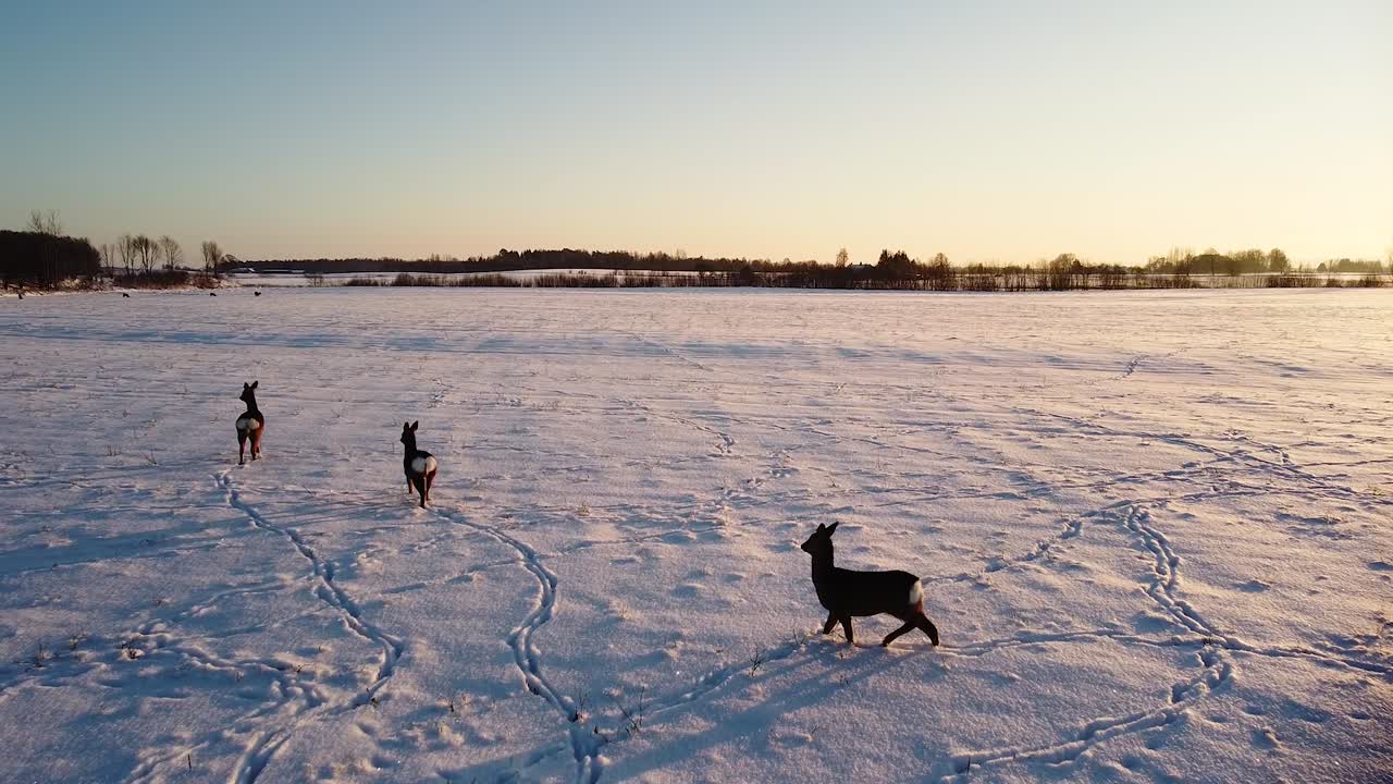 눈 덮인 농경지, 겨울 저녁, 황금시간대, 광각 드론 샷이 앞으로 낮게 움직이는 유럽 노루 무리의 공중 조감도
