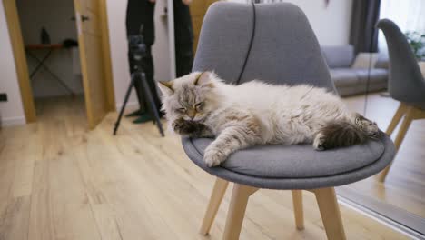 lazy tabby cat resting on chair at home