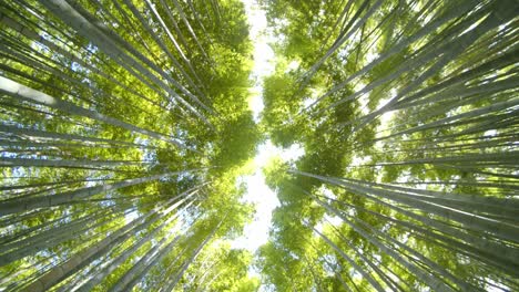 Mirando-Hacia-Arriba-En-El-Bosque-De-Bambú-Con-La-Luz-Del-Sol-Atravesando-Las-Hojas-En-Kyoto,-Japón-Cámara-Lenta-Amplia-Toma-4k