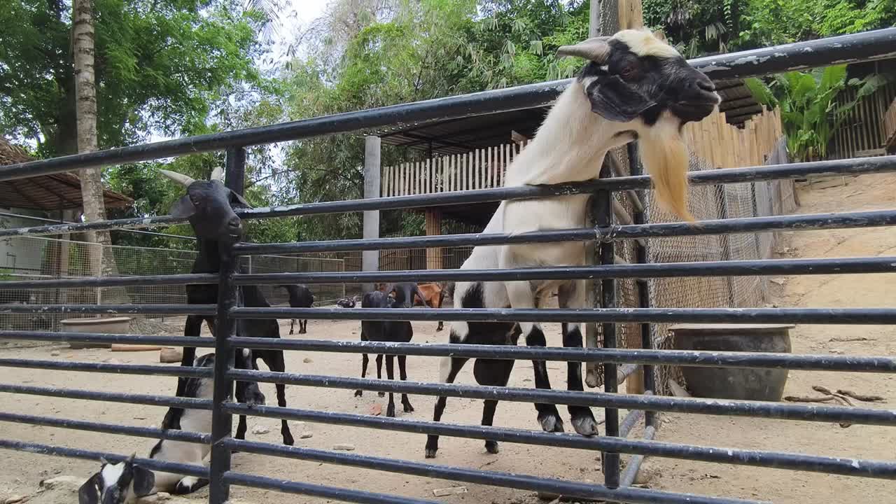 금속 울타리 뒤 에 있는 염소 들