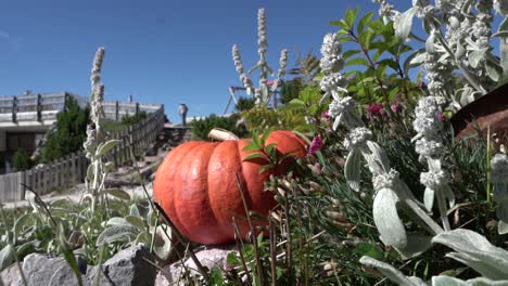 gimbal dolly over pumpkin in the tyrolean alps-1