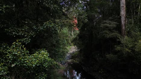 Moody-cinematic-flight-through-a-forest-following-a-running-creek-with-a-bright-red-tree-in-the-distance