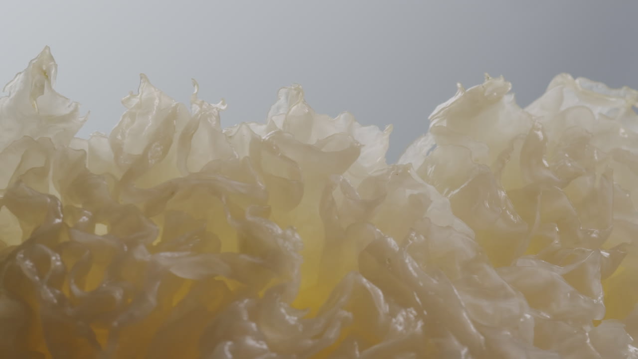 Tremella fermented salted Jamur salju or snow fungus, white colored fungi for food and medicine, popular in China and also Chinese cuisine.