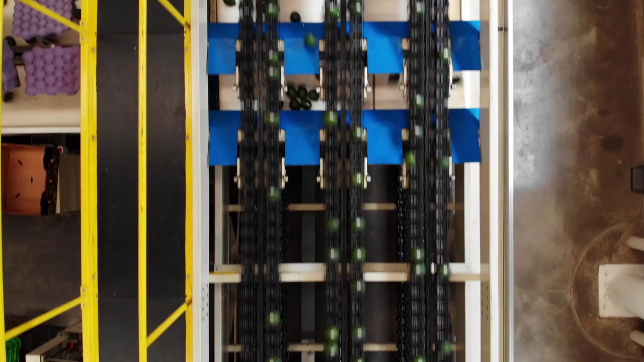 DRONE: TOP DOWN BACKWARDS MOTION OF AN AVOCADO PACKING HOUSE CONVEYOR BELT