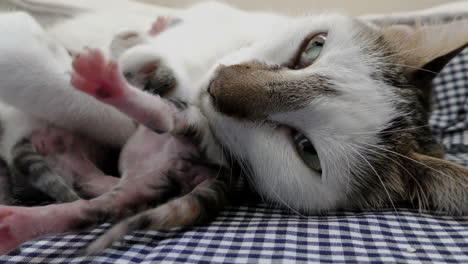 Mutterkatze-Füttert-Ihre-Kätzchen-Mit-Milch,-Die-Kätzchen-Beginnen-1-2-Stunden-Nach-Der-Geburt-Zu-Säugen