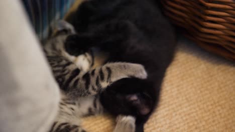 tabby and black brother kittens play fight at seven weeks old