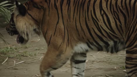 impressive big tiger walks around, potentially looking for prey