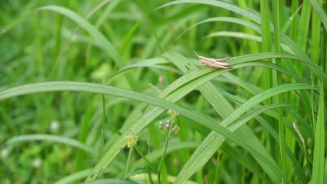diminuto insecto saltamontes marrón en un campo de hierba de limón