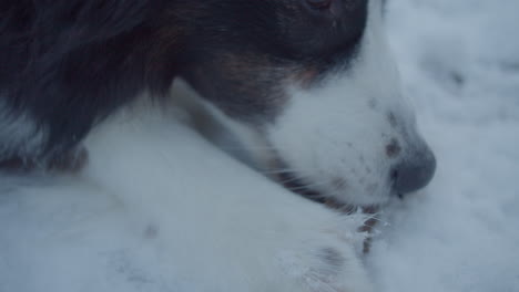 extreme close up of cute dog eating a piece of jerky