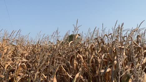descending down a stalk of corn in a field