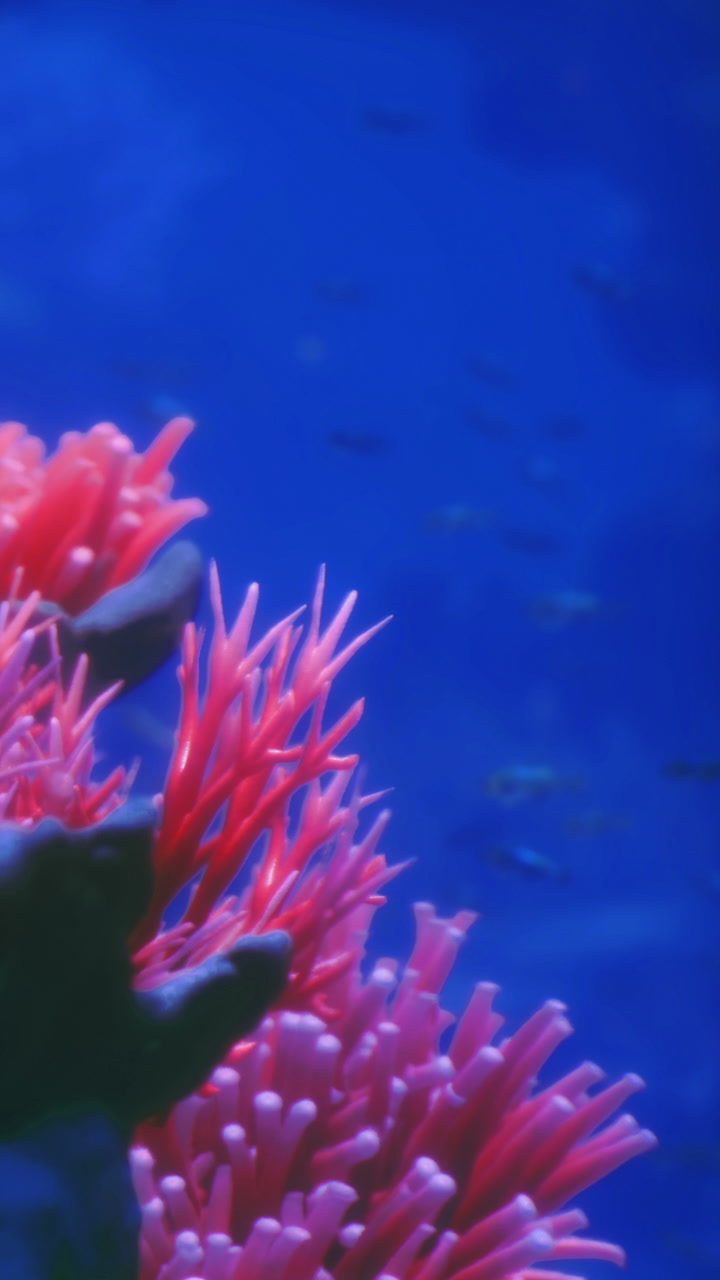 Vibrant coral blooms display life under the oceans azure waters