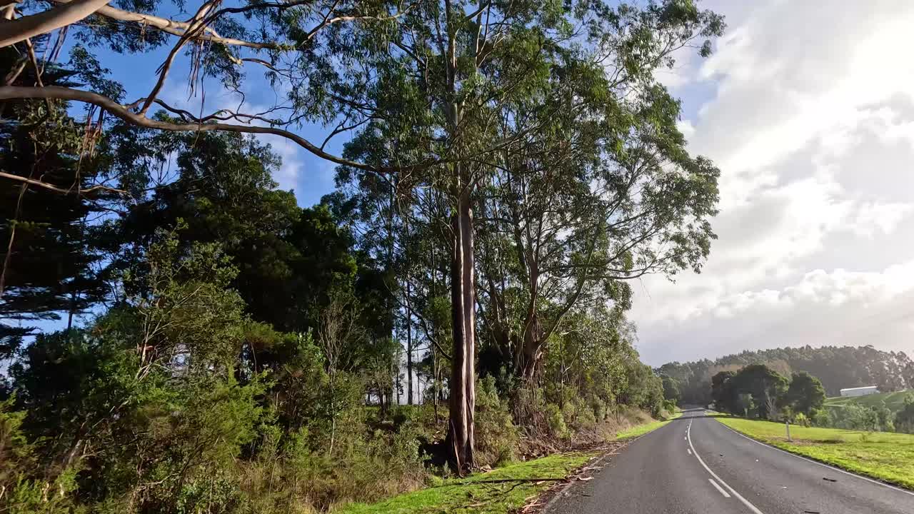 울창 한 초록색 을 가로질러 평화 로운 운전