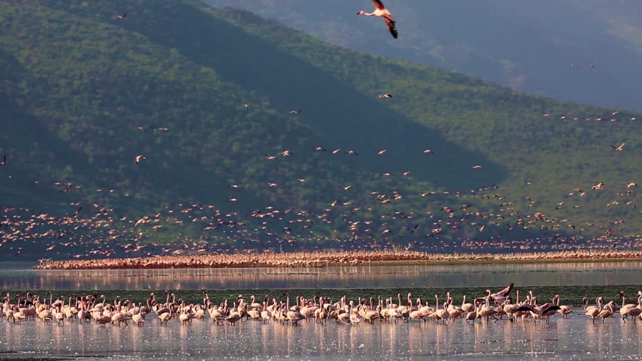 アフリカ、ケニアの浅い川の周りに数千羽で立ち、飛び交う野生のピンクフラミンゴの大群