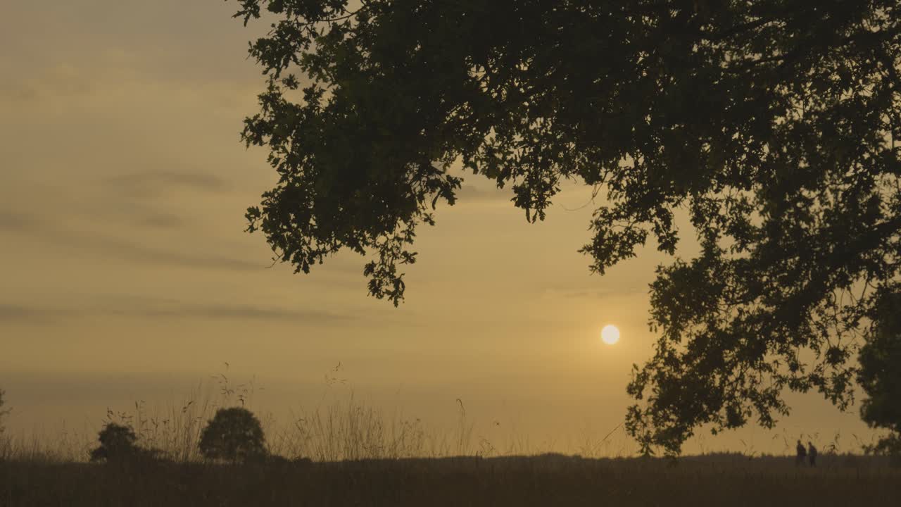 나무를 통해 일몰