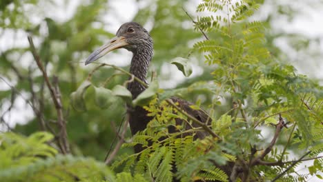 Close-up-of-a-limpkin-bird-standing-on-a-branch-between-leaves-looking-around-curiously