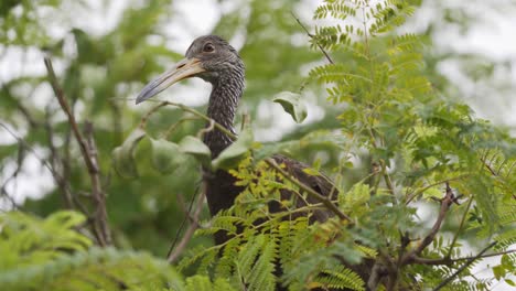 primer plano de un pájaro limpkin parado en una rama entre hojas mirando alrededor curiosamente