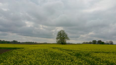 Vuelo-Sobre-El-Campo-Con-Flores-De-Canola-Y-Tilo-En-Medio