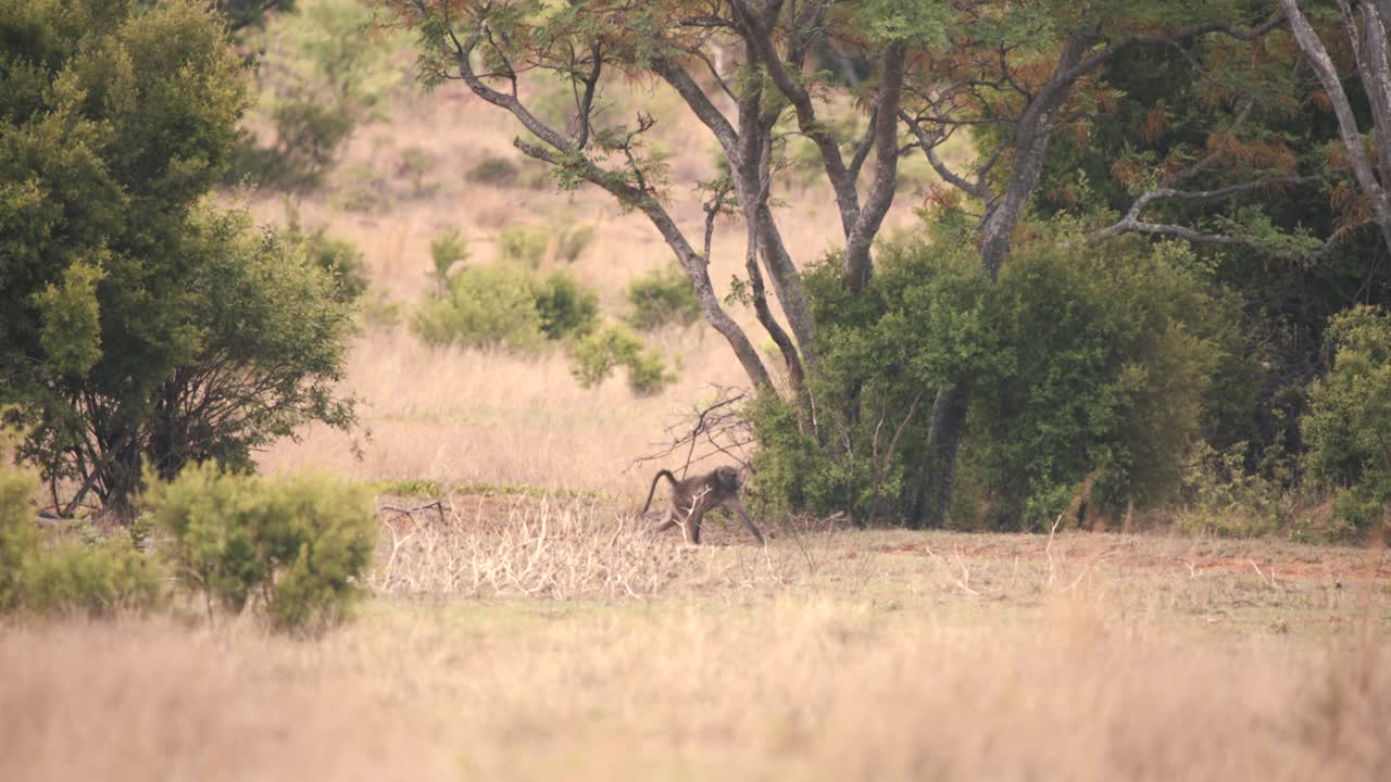 Cape baboon monkeys walking into bushes in african savannah woodland