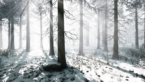 magic december forest with sun ray light