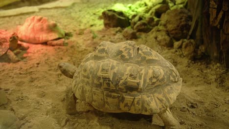 big shell star tortoise walking around sandy dry habitat in indoor reptile zoo