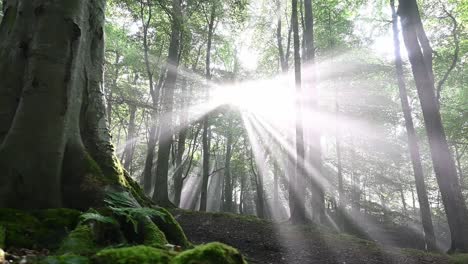 pan shot of holy sunrise with bright sun rays shining between branches of forest trees in autumn - idyllic nature with plants,moss and foliage