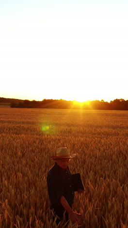 senior man in wheat field. farmer touching his crop in golden wheat field