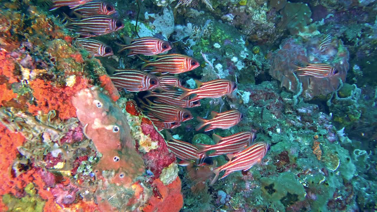 Živá podvodní scéna se sapíny a oranžovými houbami na Bali.