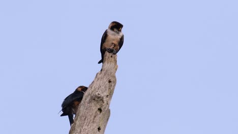 El-Falconet-De-Muslo-Negro-Es-Una-De-Las-Aves-Rapaces-Más-Pequeñas-Que-Se-Encuentran-En-Los-Bosques-De-Algunos-Países-De-Asia